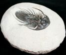 Rare Kolihapeltis Trilobite - #10995-7